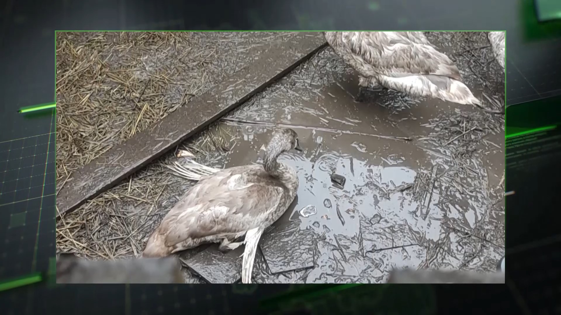 В Уфе спасают лебедя без крыльев