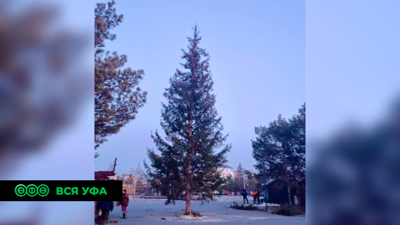 Ёлочка уже в парке «Кашкадан» 