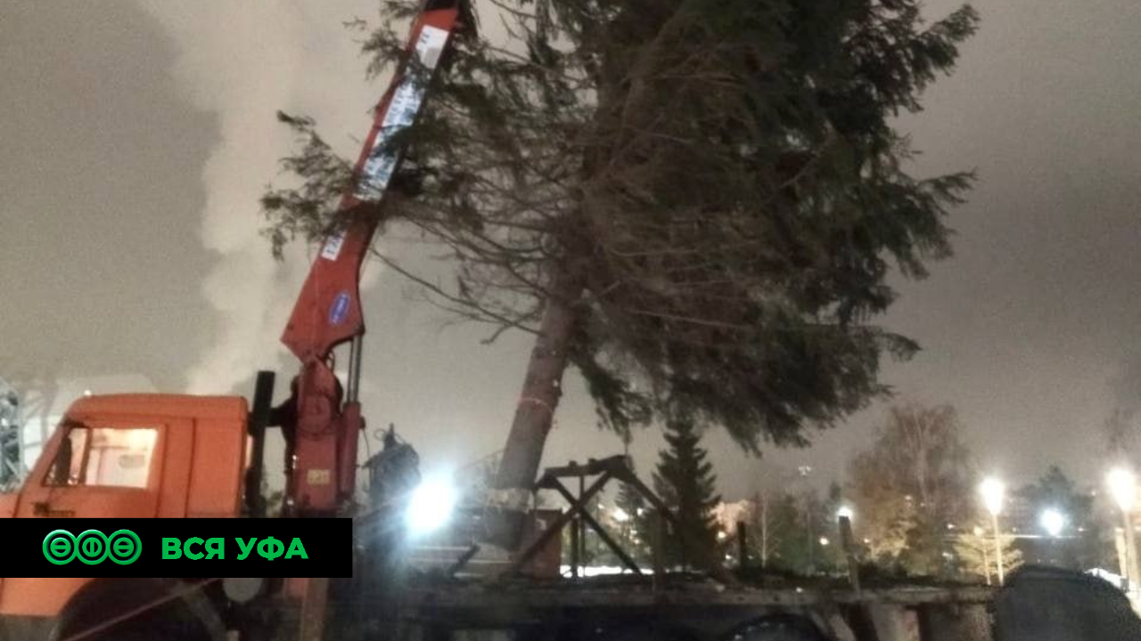 В парке «Кашкадан» установили новогоднюю ель