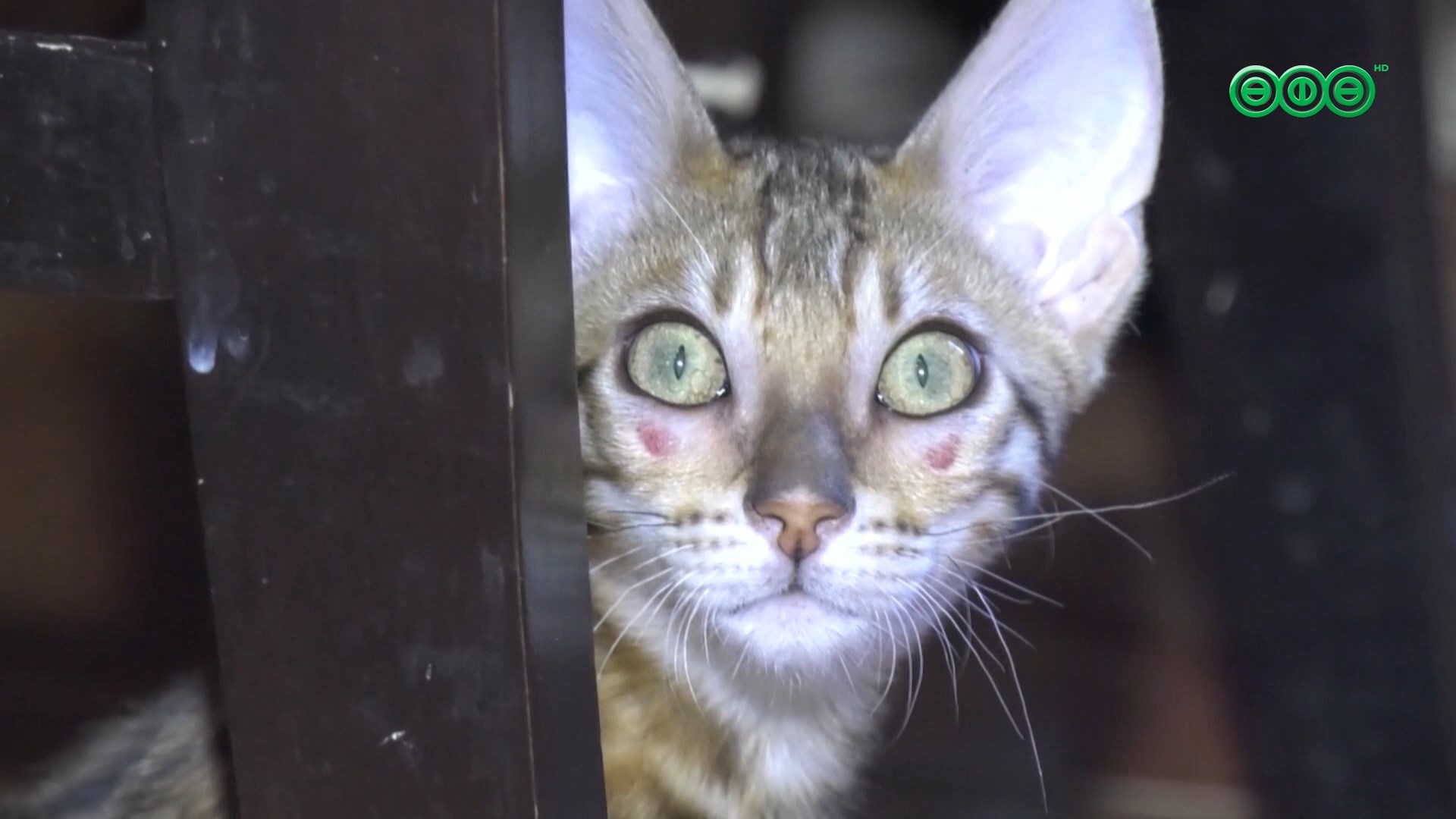 В Башкирии вновь предложили ввести обязательную стерилизацию животных