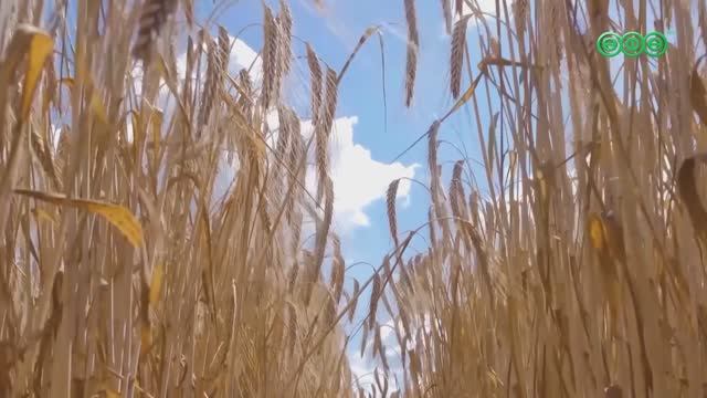 Более 1,5 тысячи тонн башкирских семян ушло на экспорт
