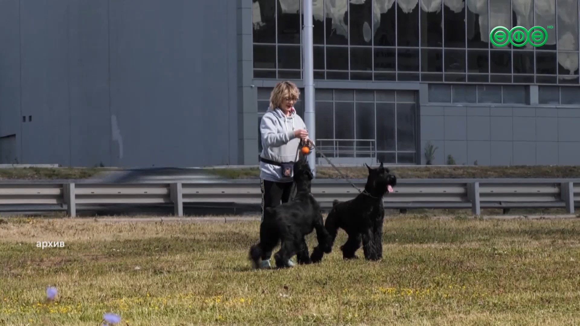 В республике начали тестировать электронный реестр для обязательной идентификации собак