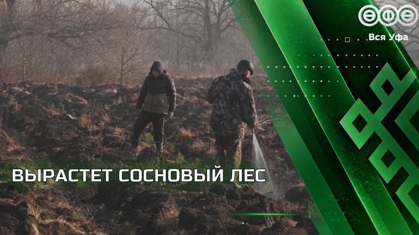 В Уфе высадили десять тысяч сосен