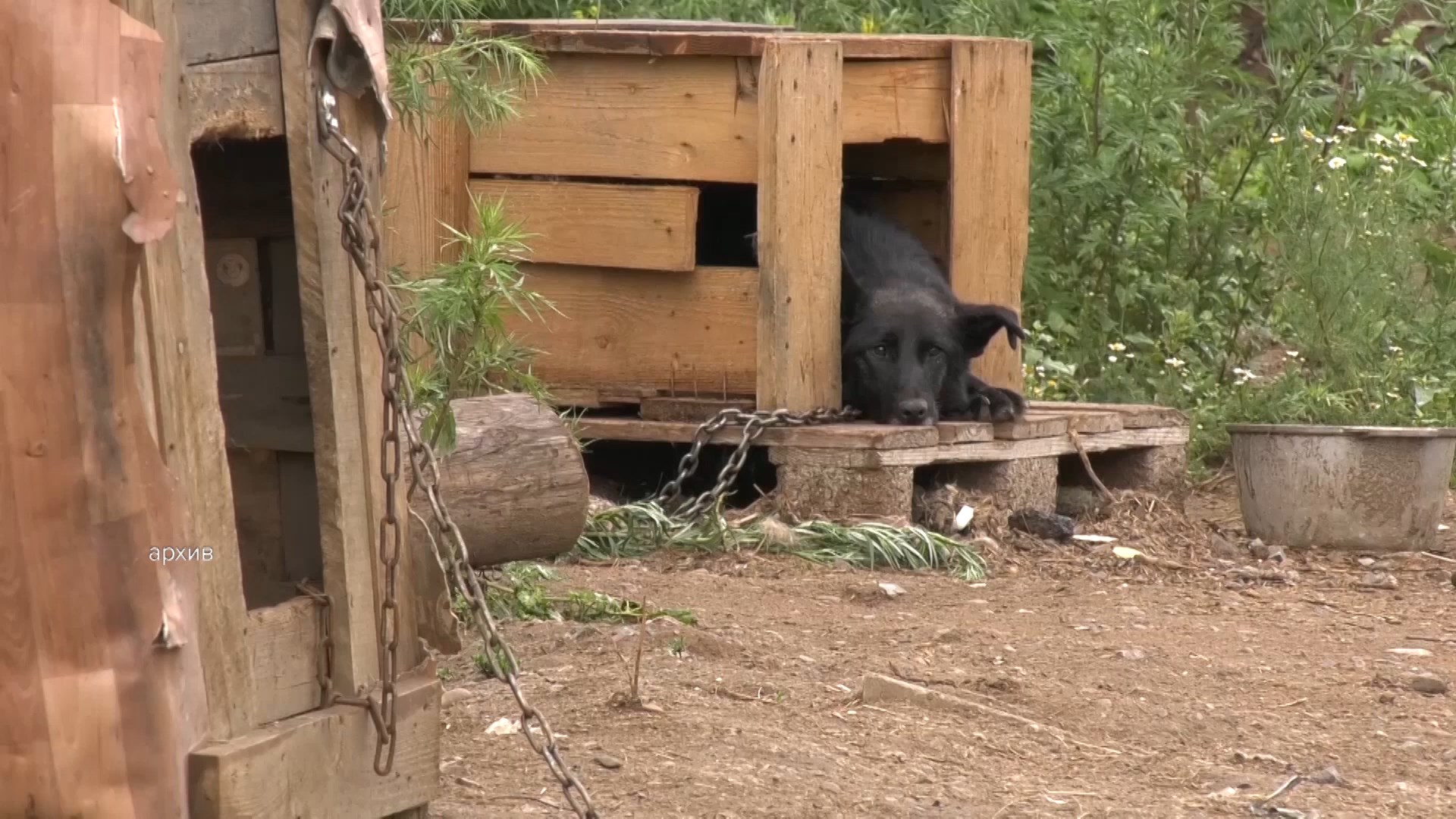 Уфимские службы по отлову собак начнут работать без выходных