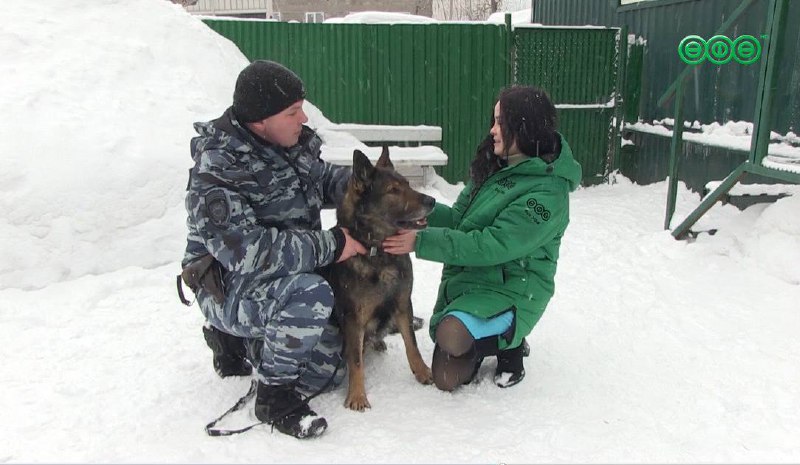 Друг ушел на пенсию: полицейская овчарка Макс ищет дом