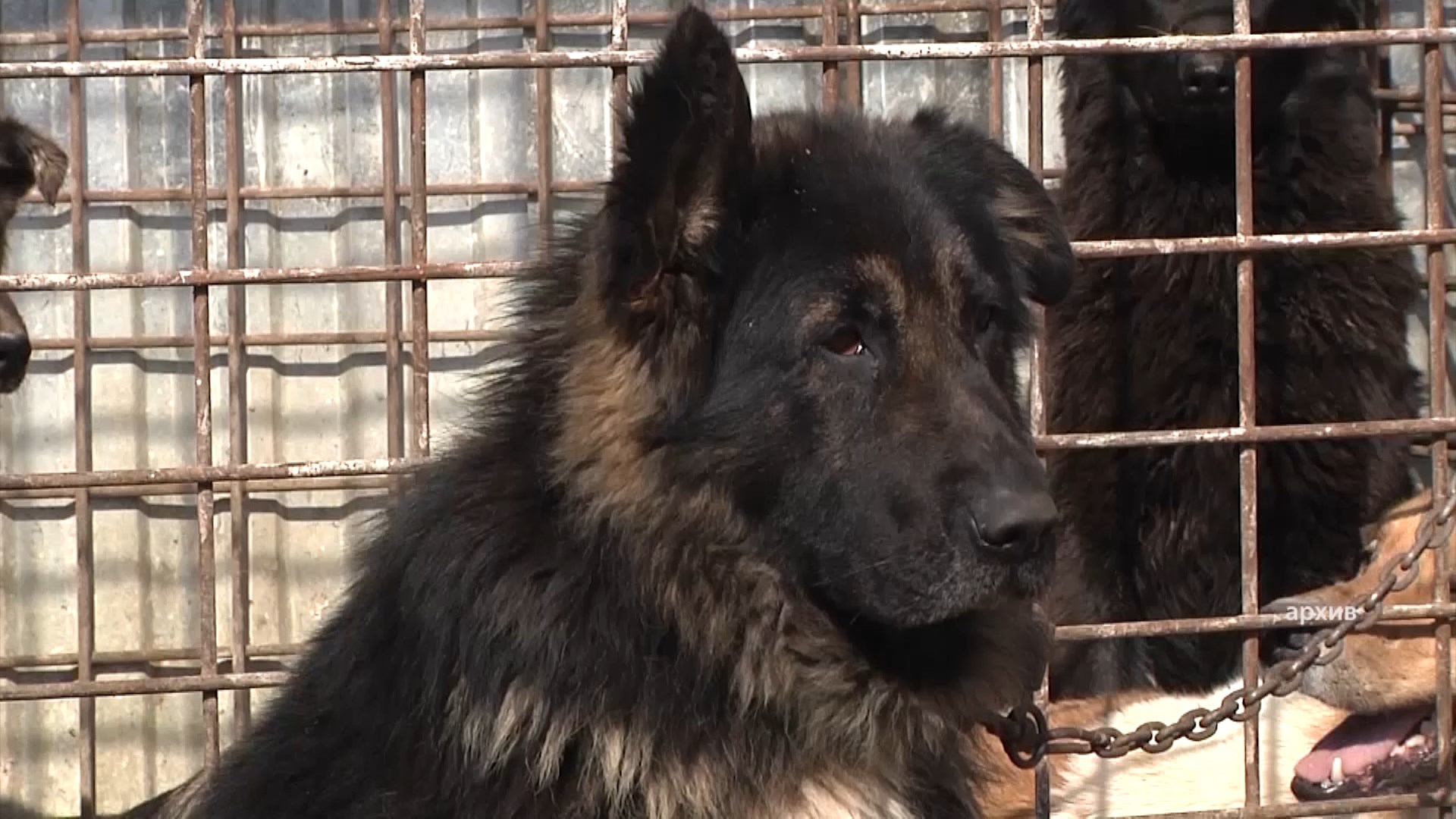 Каких собак могут отнести к источникам повышенной опасности