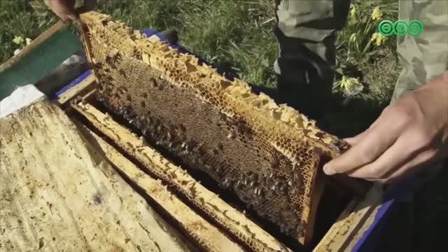 В Уфе стартовал форум пчеловодов республики