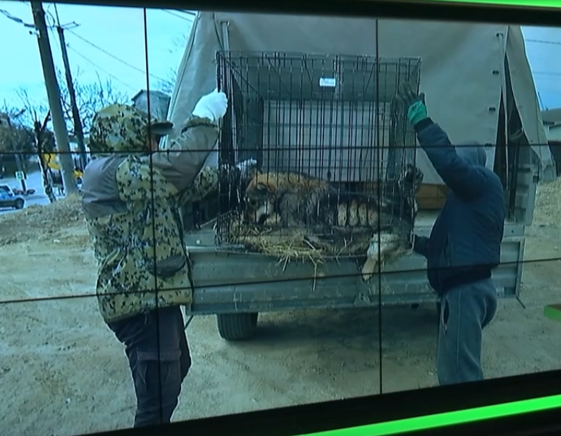 В Уфе прошел масштабный рейд по выявлению и отлову животных