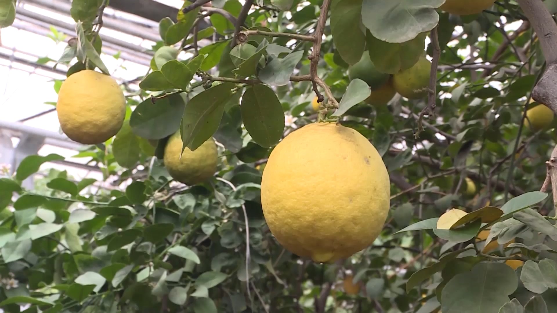 Уфимскому лимонарию 35 лет! 