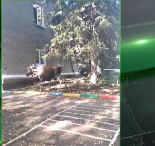На территорию детского сада на Шафиева зашел лось