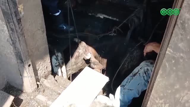 Уфимские спасатели развернули спецоперацию по вызволению коровы