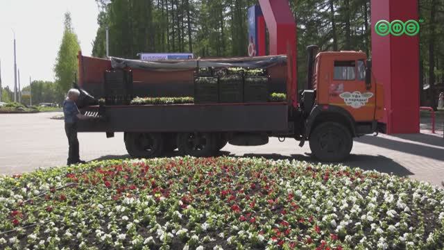 К празднику Победы высадят почти 30 тыс цветов