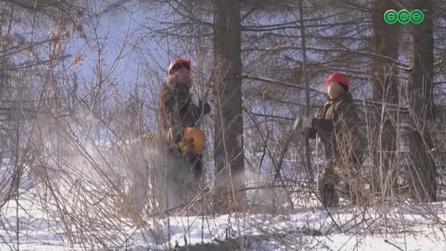 В Уфе начали санитарную очистку леса вдоль проспекта Дружбы народов