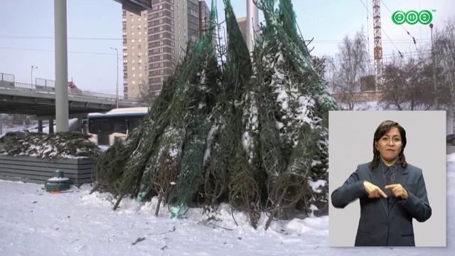 В Уфе открылись елочные базары, которые будут работать до 31 декабря